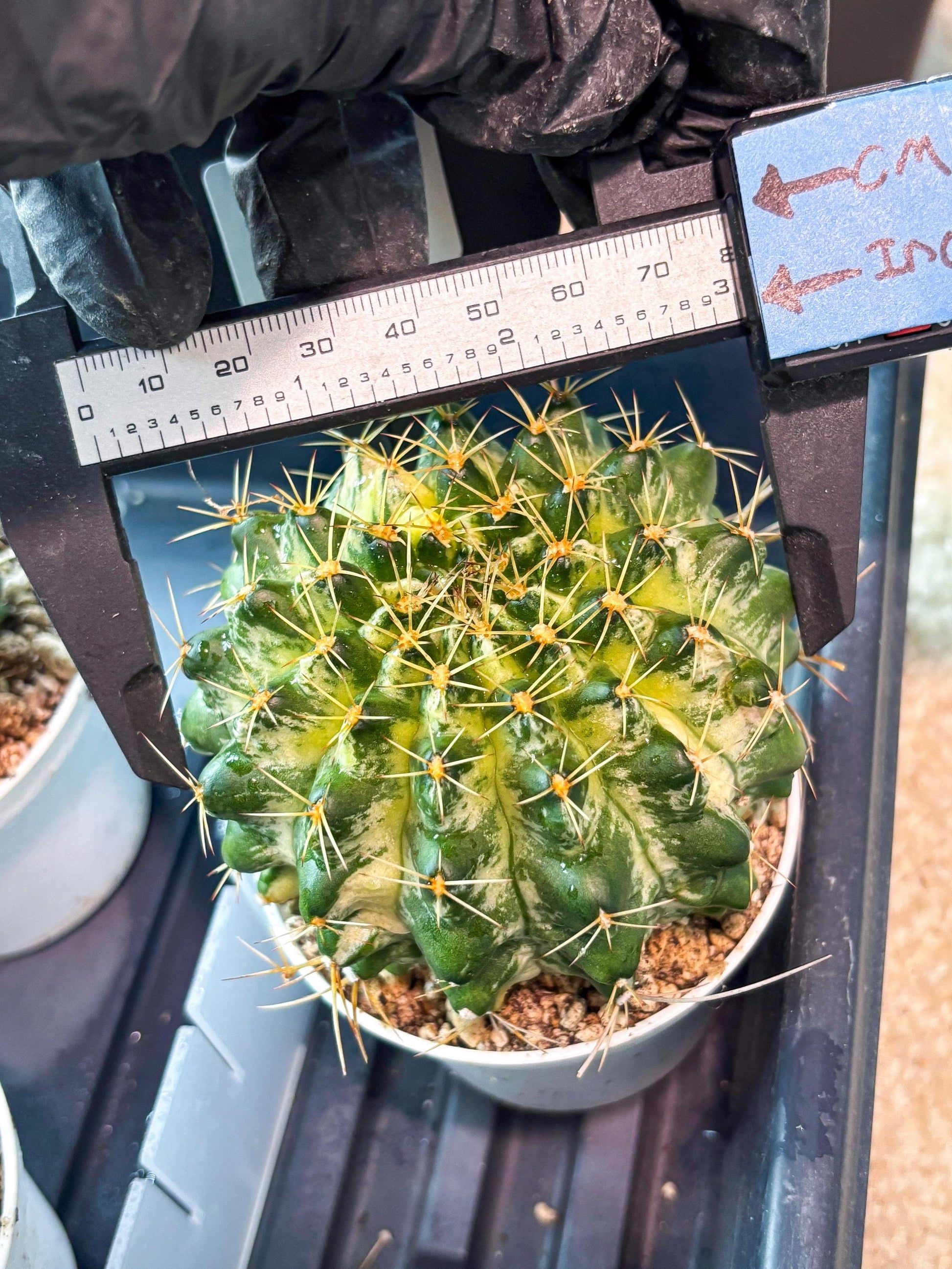Gymnocalycium "Marble" (g4) (p6) | Rare Hybrids