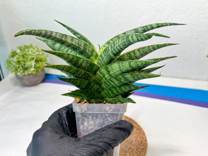 Sansevieria Adelina (#Ha60) | Imported Hybrids