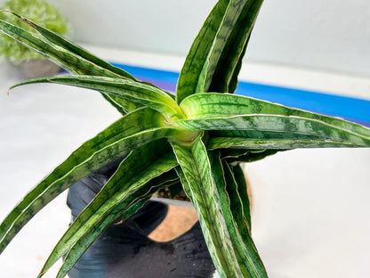 Sansevieria Adelina (#Ha60) | Imported Hybrids