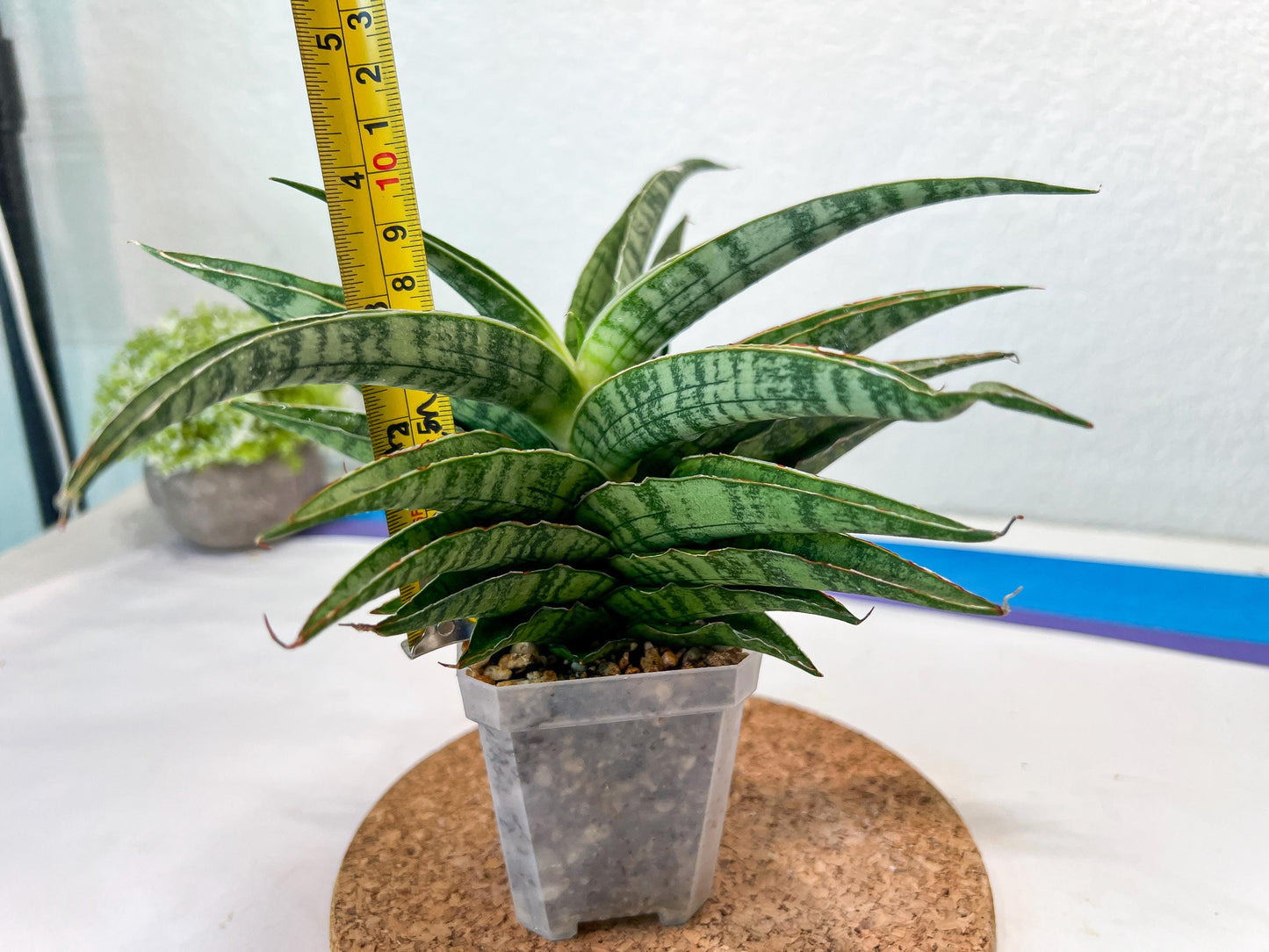 Sansevieria Adelina (#Ha60) | Imported Hybrids
