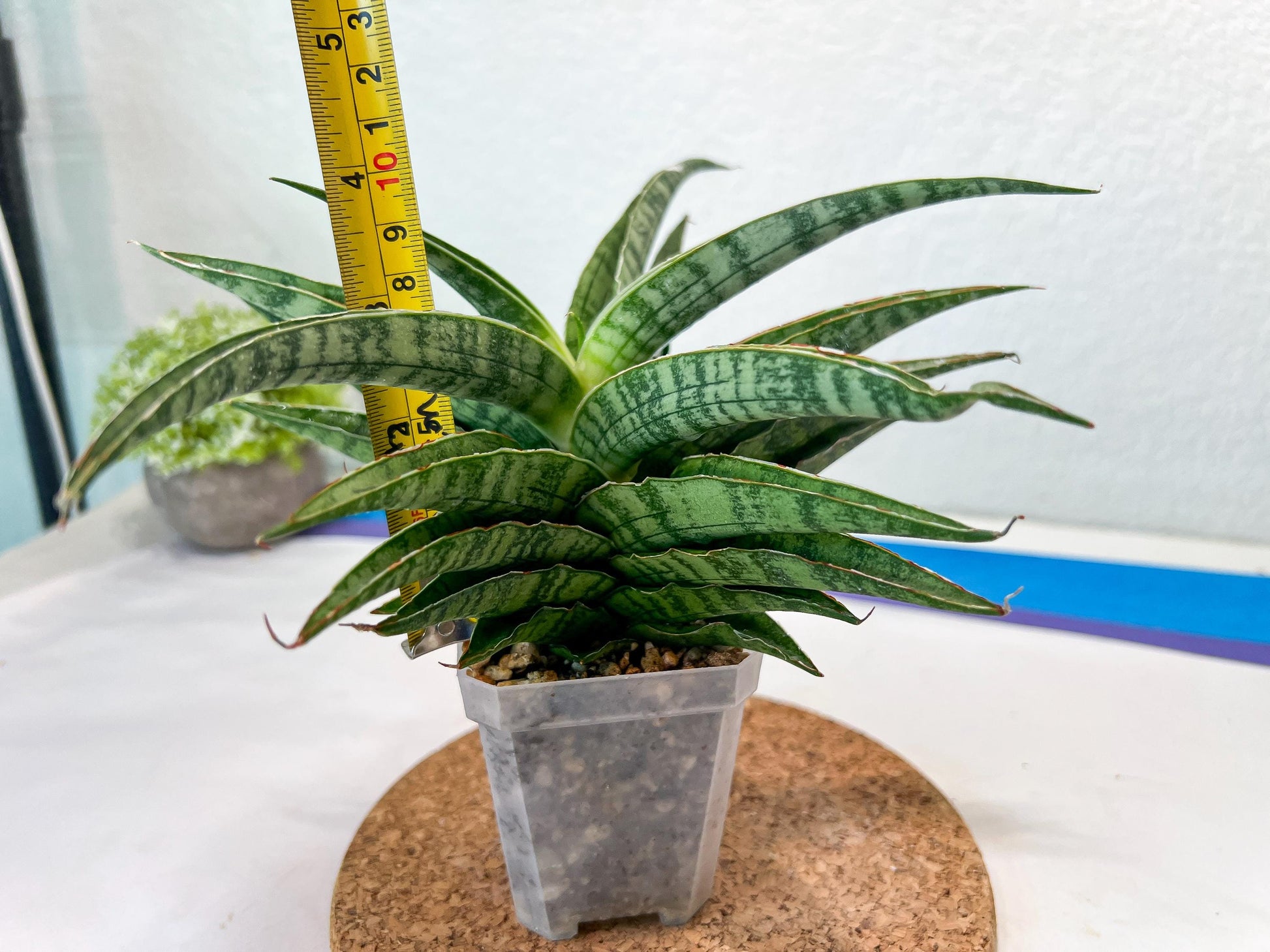 Sansevieria Adelina (#Ha60) | Imported Hybrids