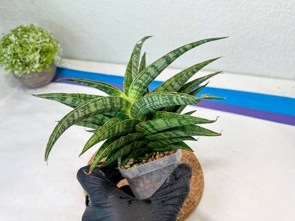 Sansevieria Adelina (#Ha60) | Imported Hybrids
