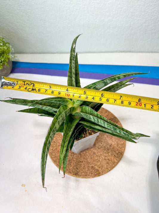 Sansevieria Adelina (#Ha60) | Imported Hybrids