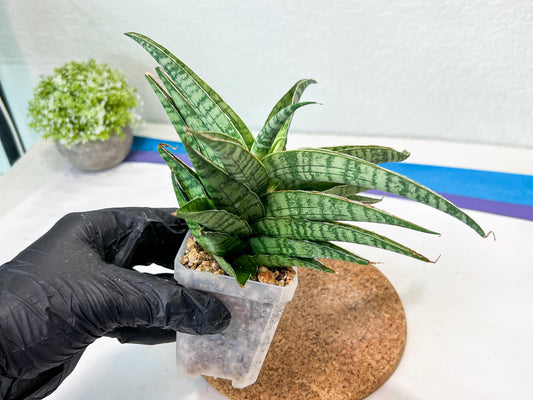 Sansevieria Adelina (#Ha60) | Imported Hybrids