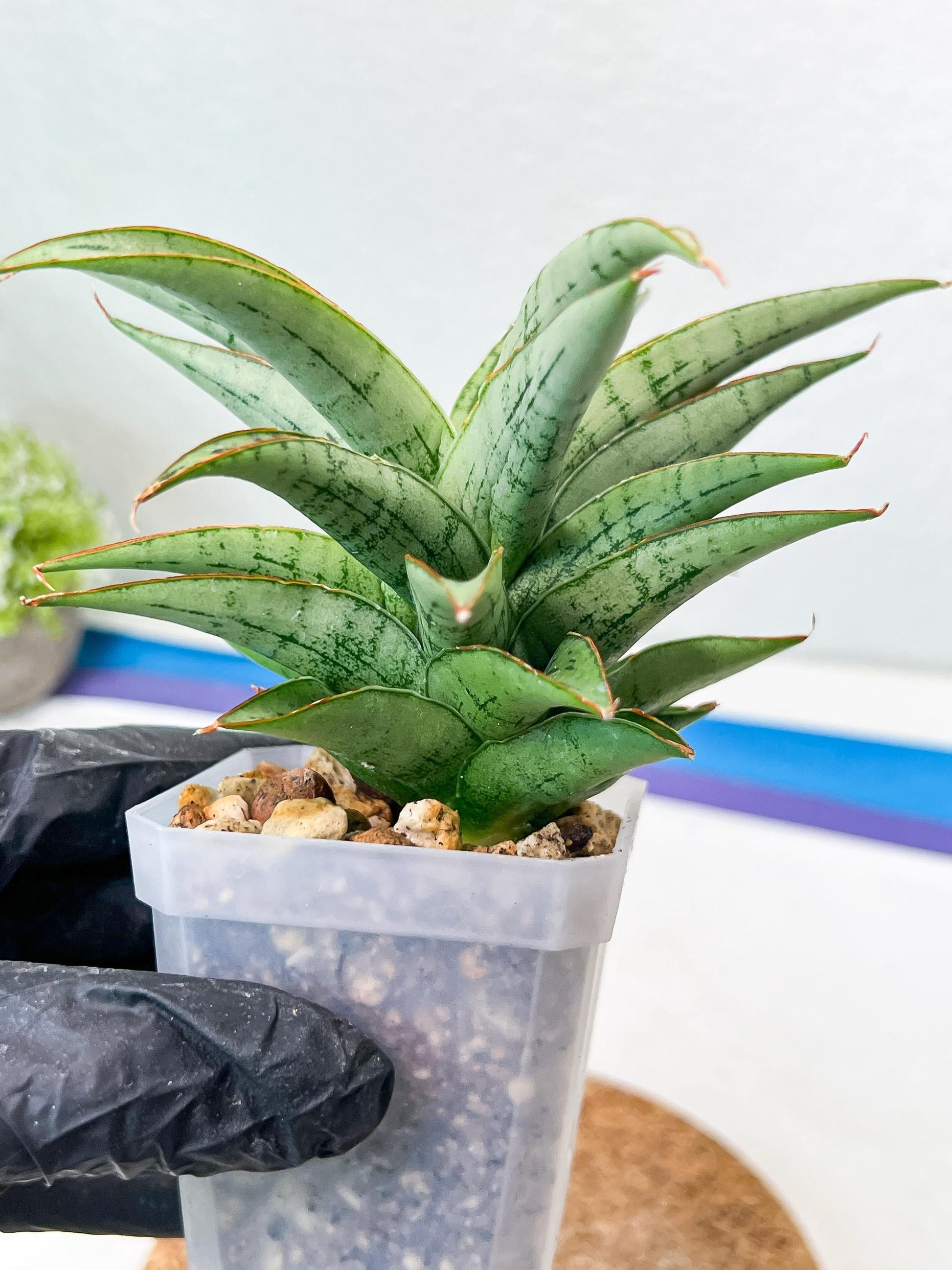 Sansevieria Amabilis (#Ha63) | Imported Hybrids
