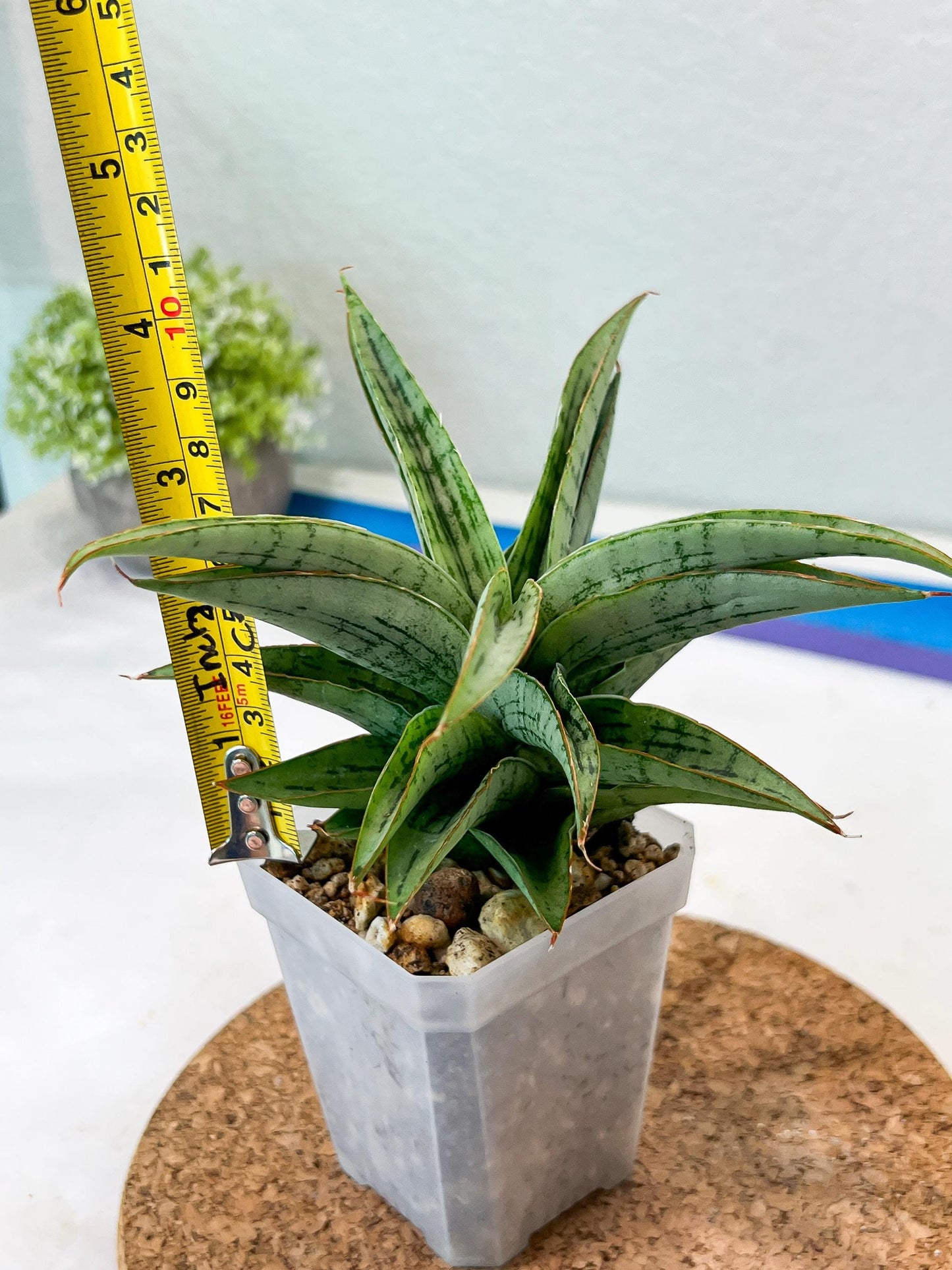 Sansevieria Amabilis (#Ha63) | Imported Hybrids