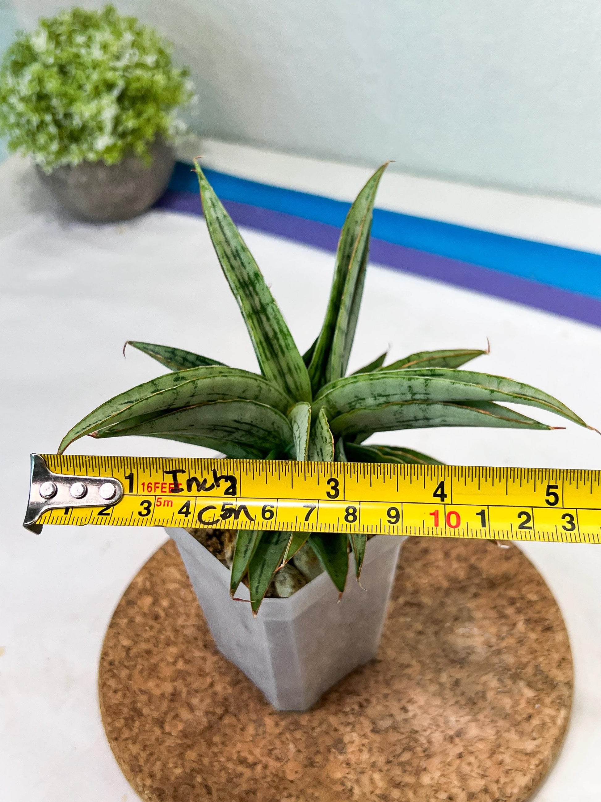 Sansevieria Amabilis (#Ha63) | Imported Hybrids
