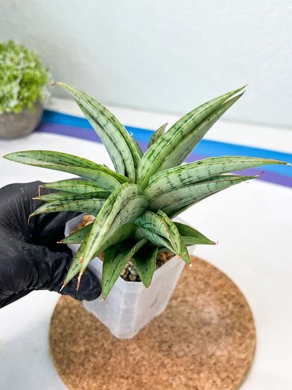 Sansevieria Amabilis (#Ha63) | Imported Hybrids