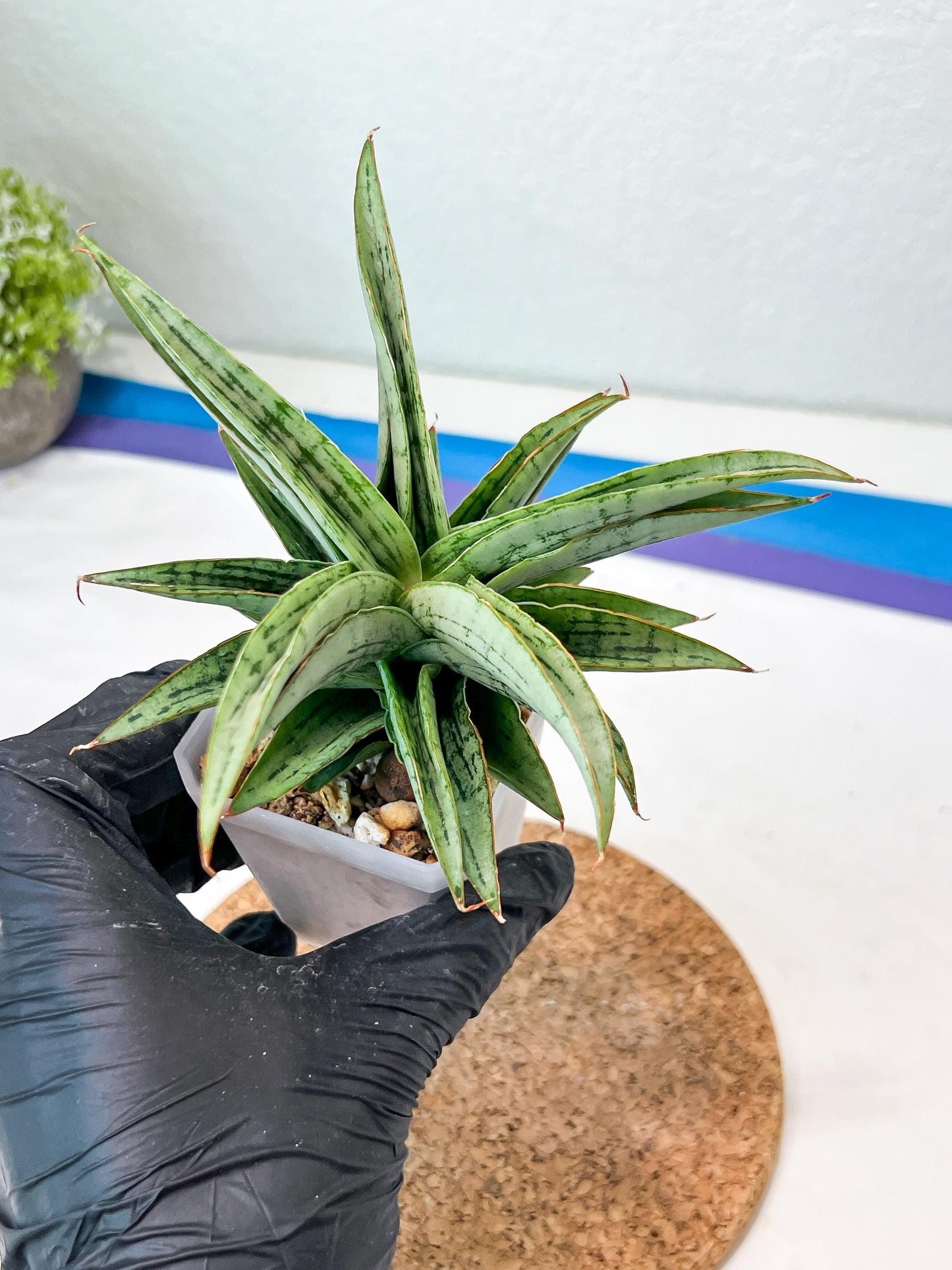 Sansevieria Amabilis (#Ha63) | Imported Hybrids