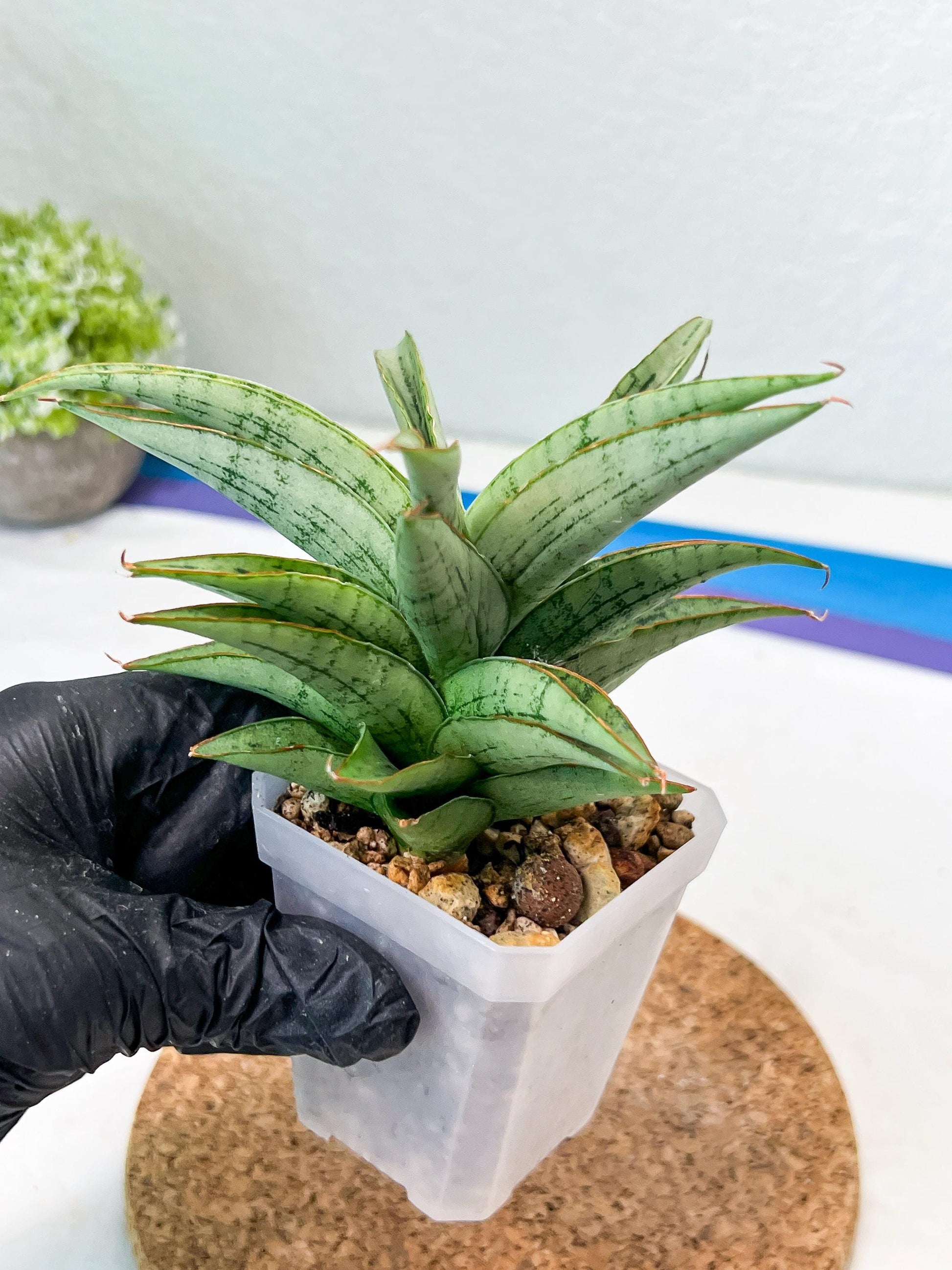 Sansevieria Amabilis (#Ha63) | Imported Hybrids