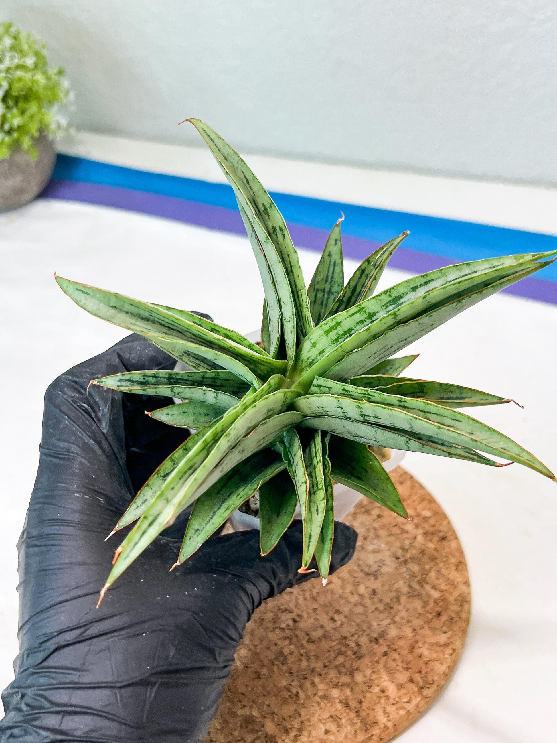 Sansevieria Amabilis (#Ha63) | Imported Hybrids