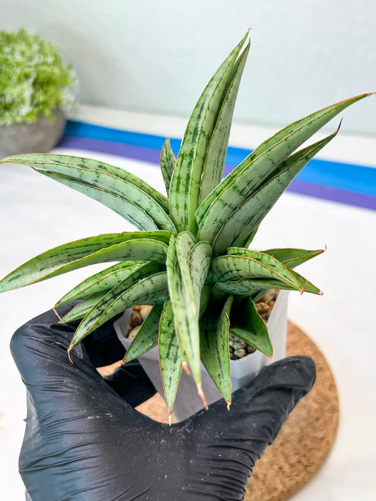 Sansevieria Amabilis (#Ha63) | Imported Hybrids