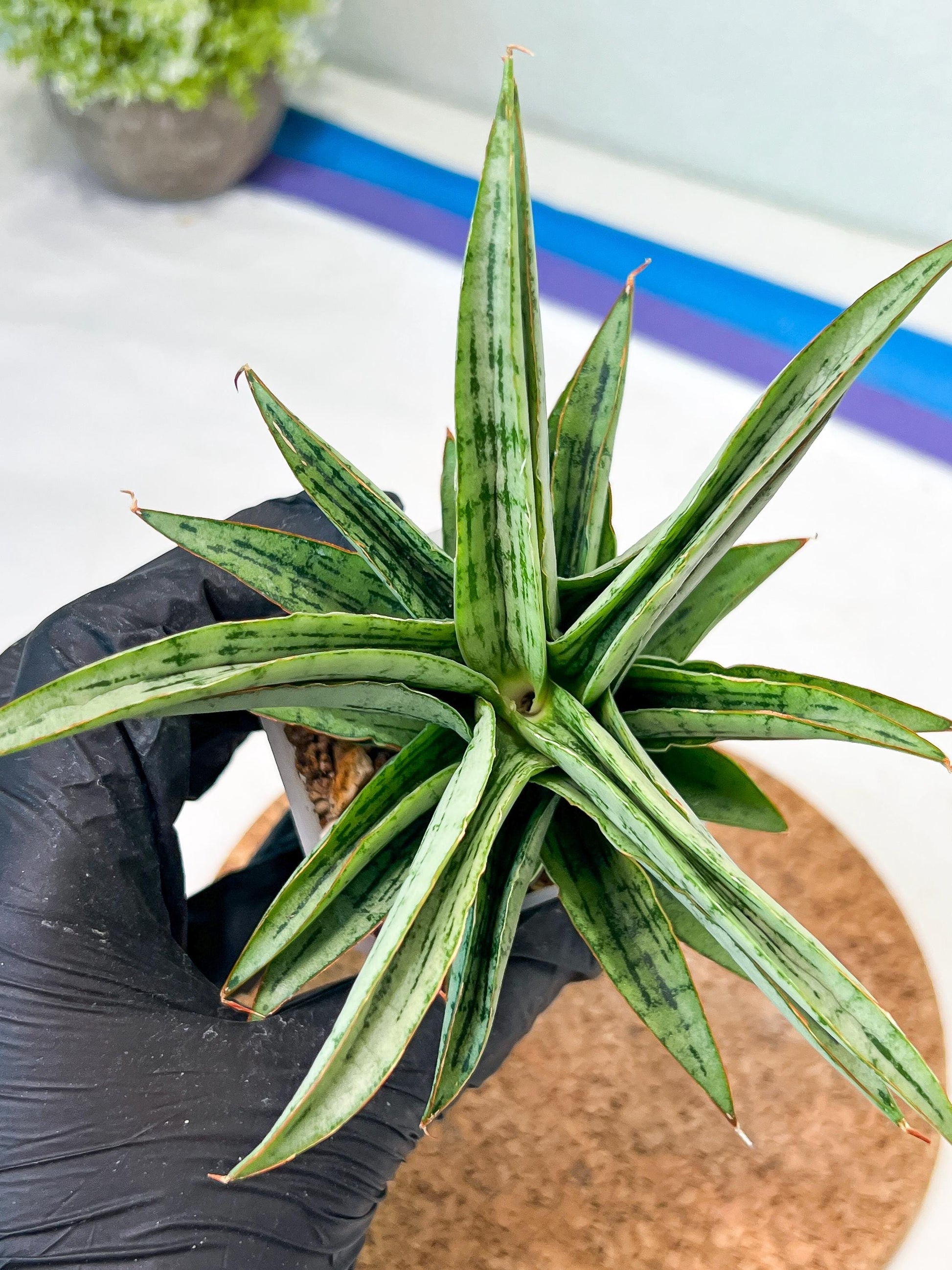 Sansevieria Amabilis (#Ha63) | Imported Hybrids