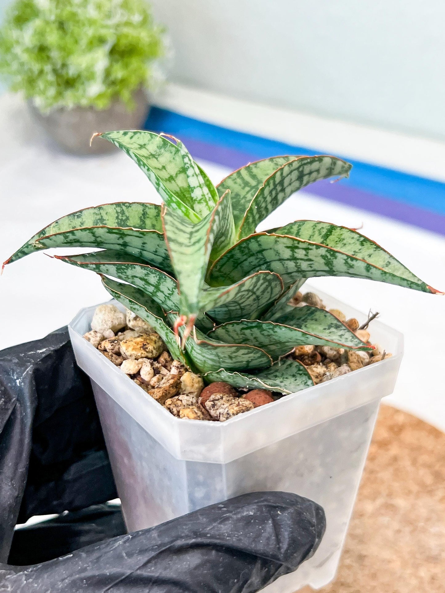 Sansevieria Desi (#Ha65) | Imported Hybrids