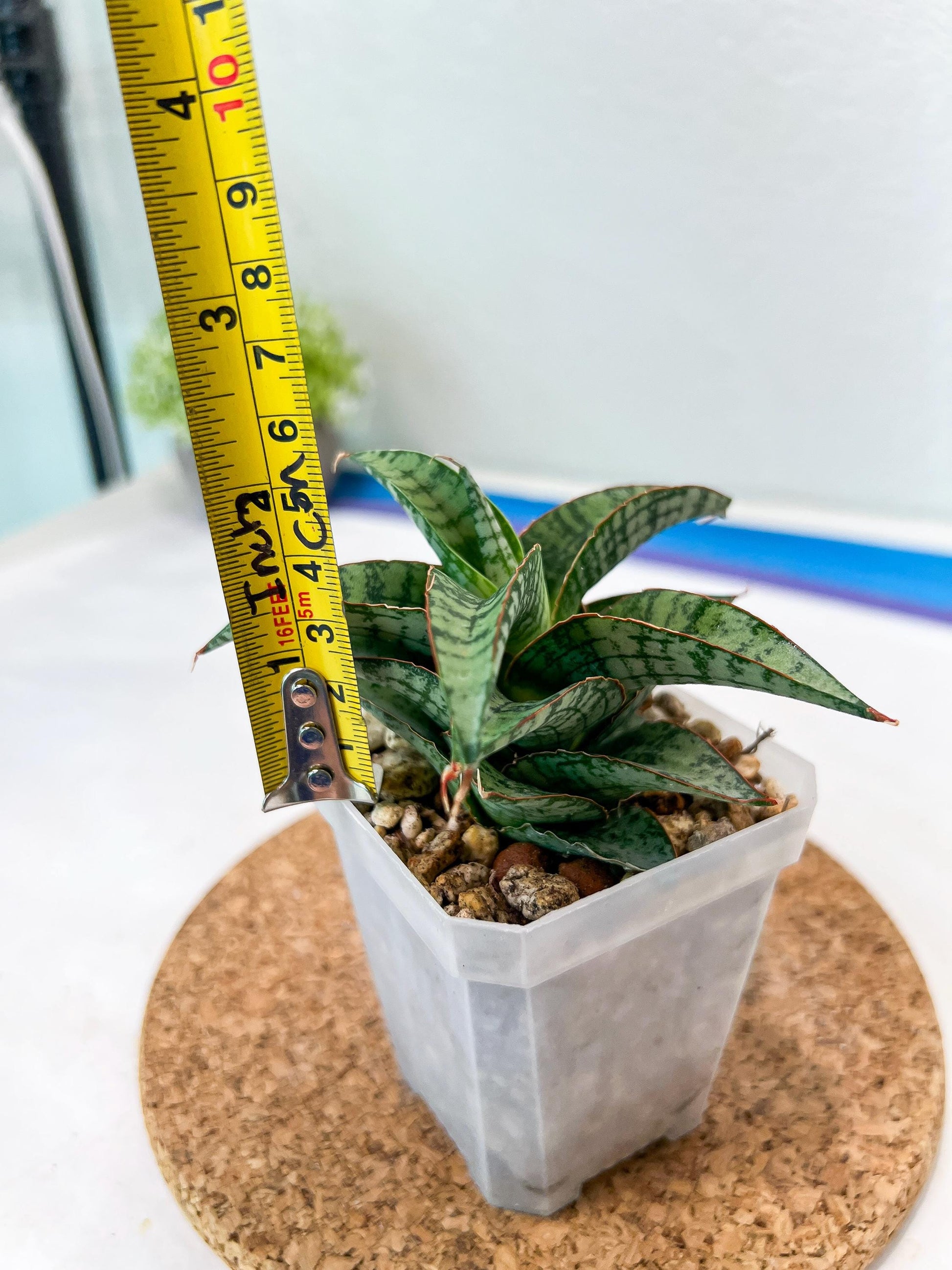 Sansevieria Desi (#Ha65) | Imported Hybrids