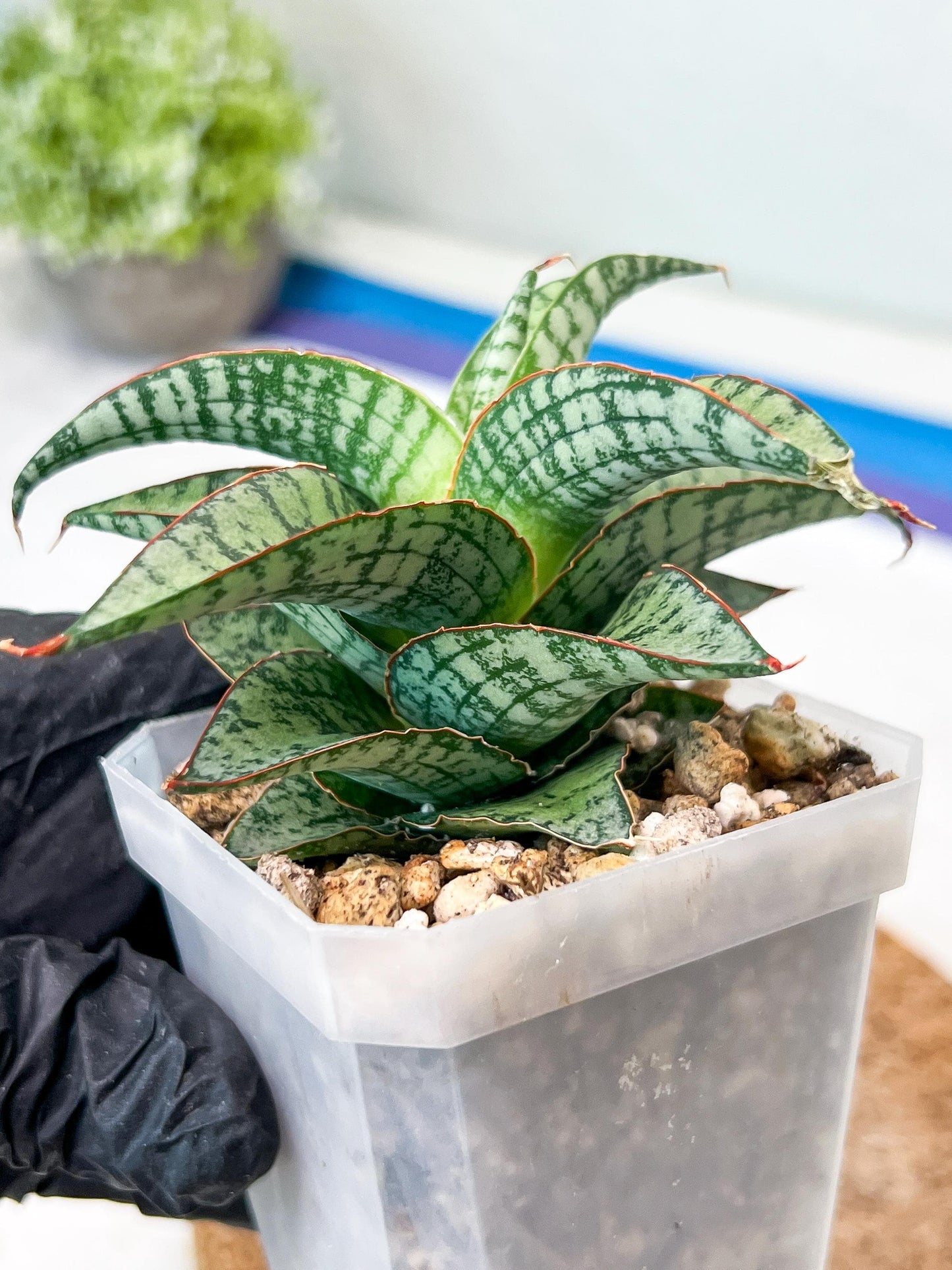 Sansevieria Desi (#Ha65) | Imported Hybrids