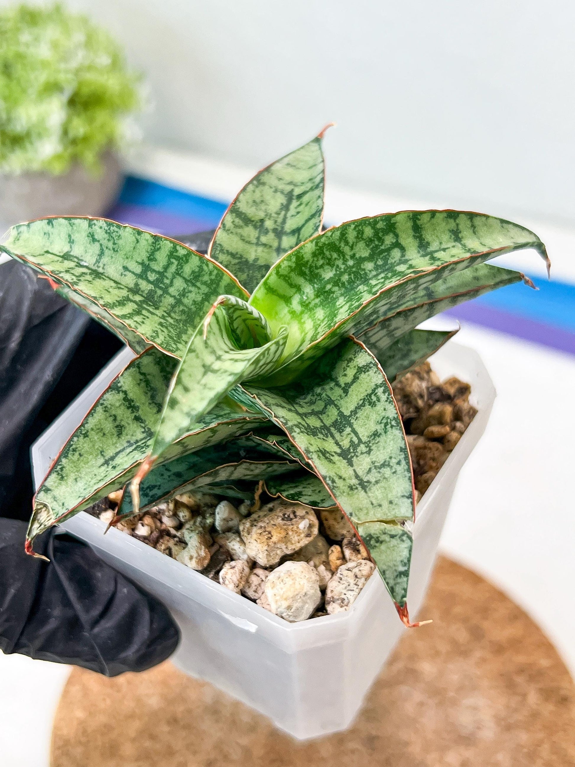 Sansevieria Desi (#Ha65) | Imported Hybrids