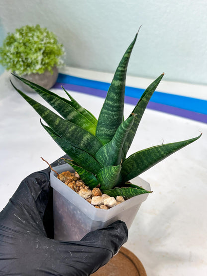 Sansevieria Francisi x Coco x Cordova (#Ha69) | Imported Hybrids