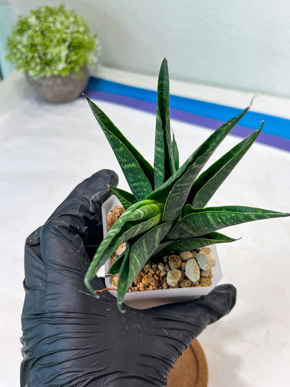 Sansevieria Francisi x Coco x Cordova (#Ha69) | Imported Hybrids