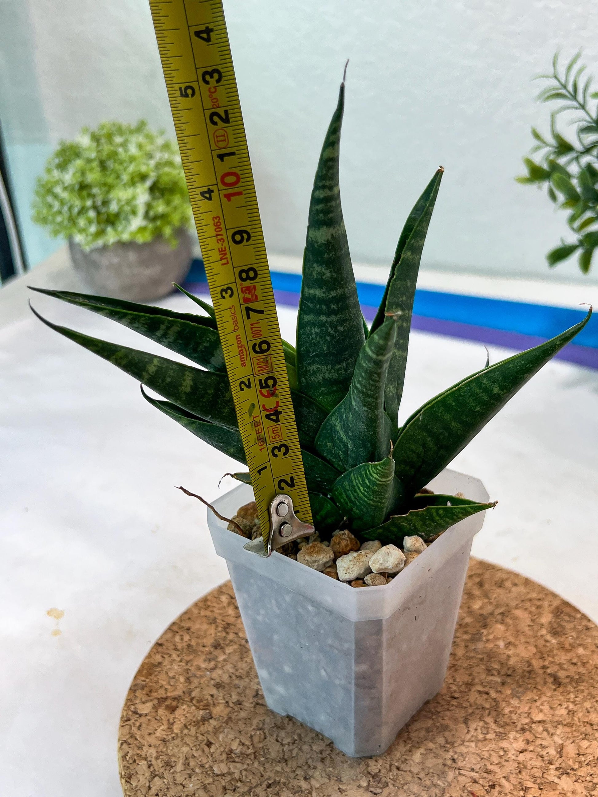 Sansevieria Francisi x Coco x Cordova (#Ha69) | Imported Hybrids