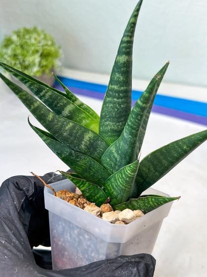 Sansevieria Francisi x Coco x Cordova (#Ha69) | Imported Hybrids