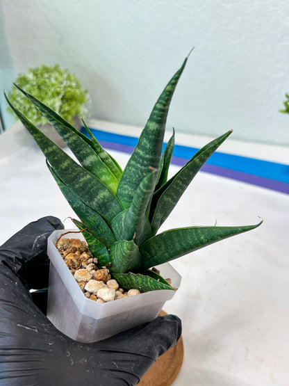 Sansevieria Francisi x Coco x Cordova (#Ha69) | Imported Hybrids