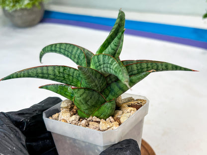 Sansevieria Gojila (#Ha70) | Imported Hybrids