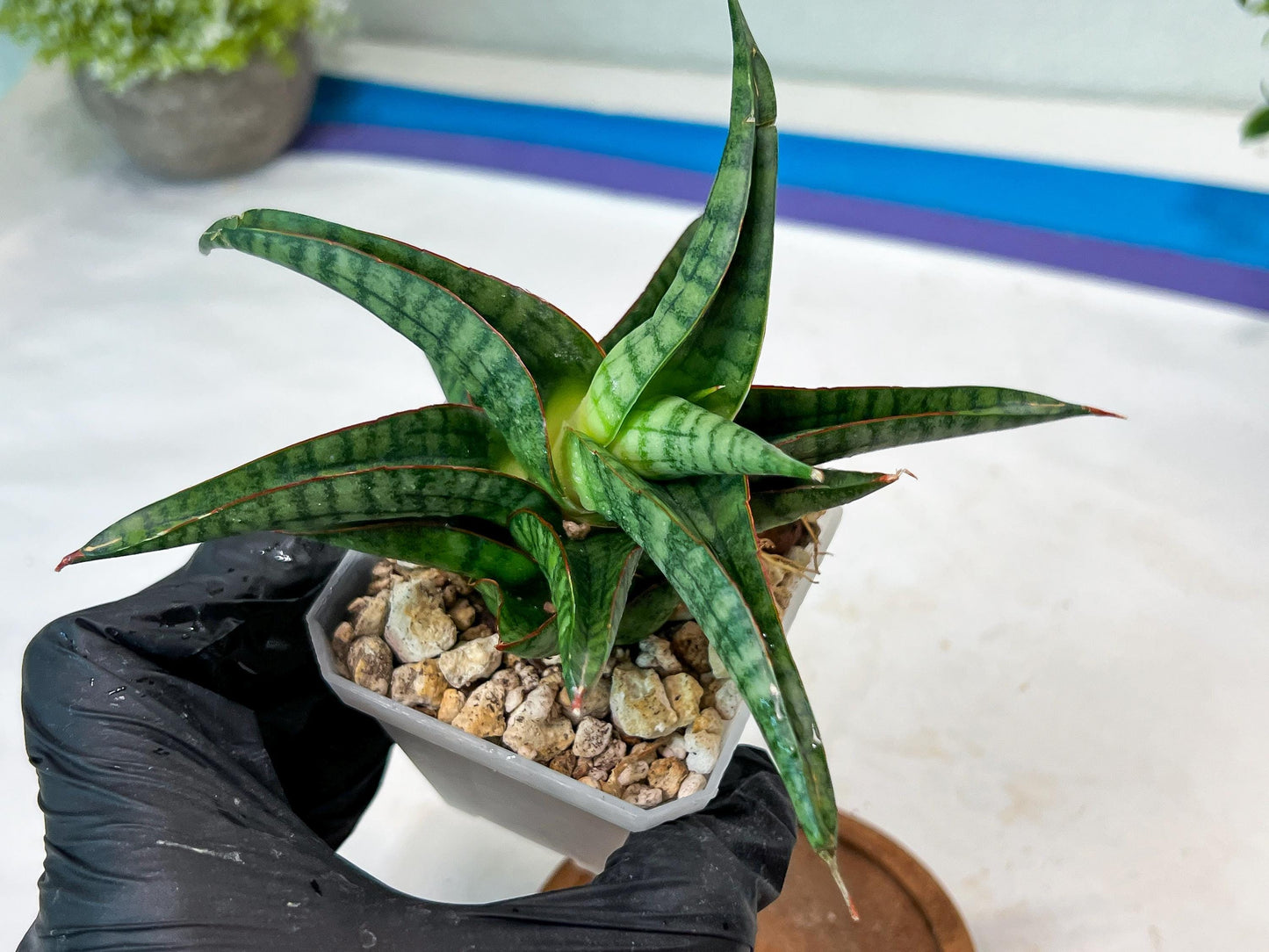 Sansevieria Gojila (#Ha70) | Imported Hybrids