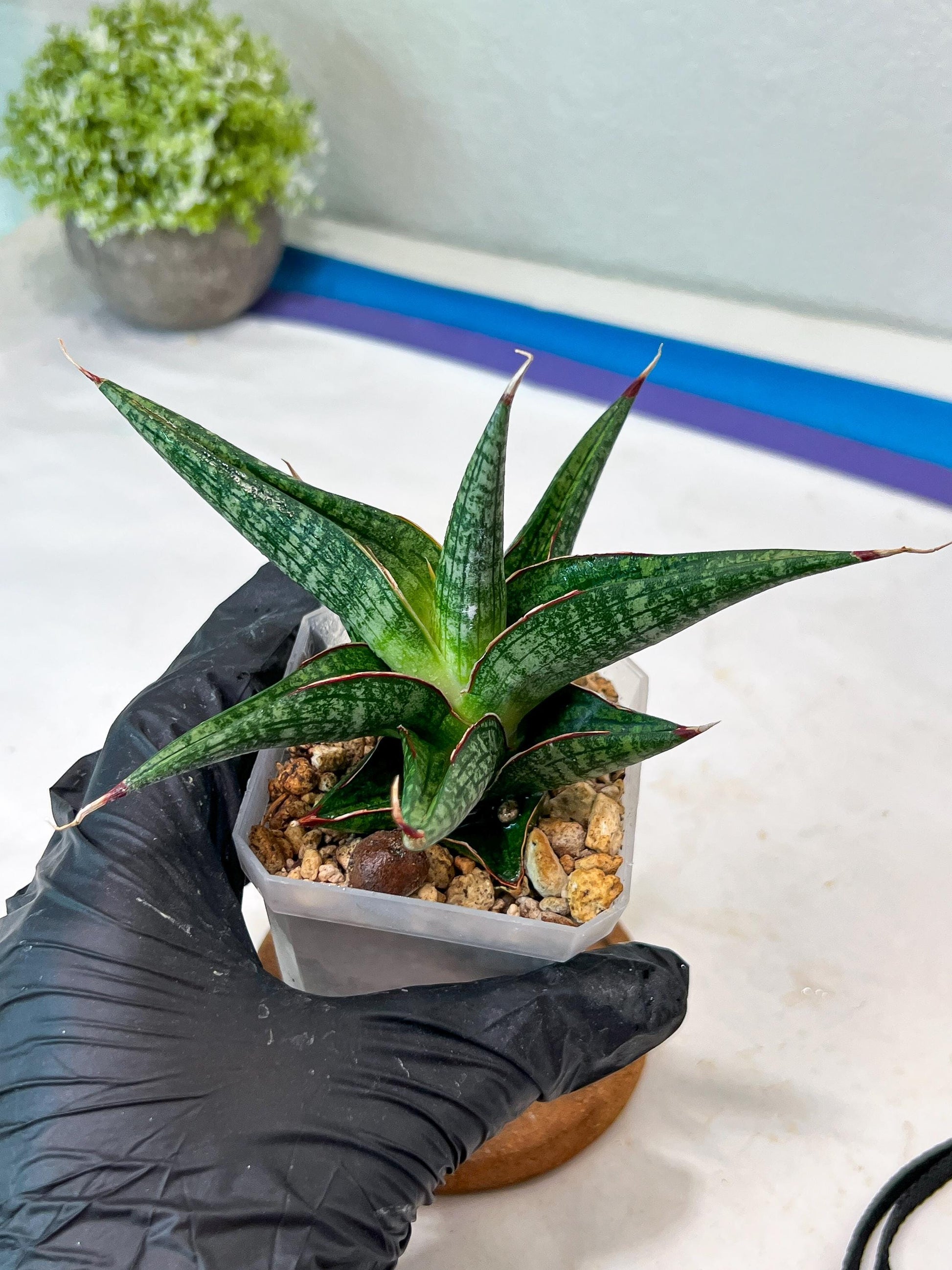 Sansevieria Jadu (#Ha71) | Imported Hybrids