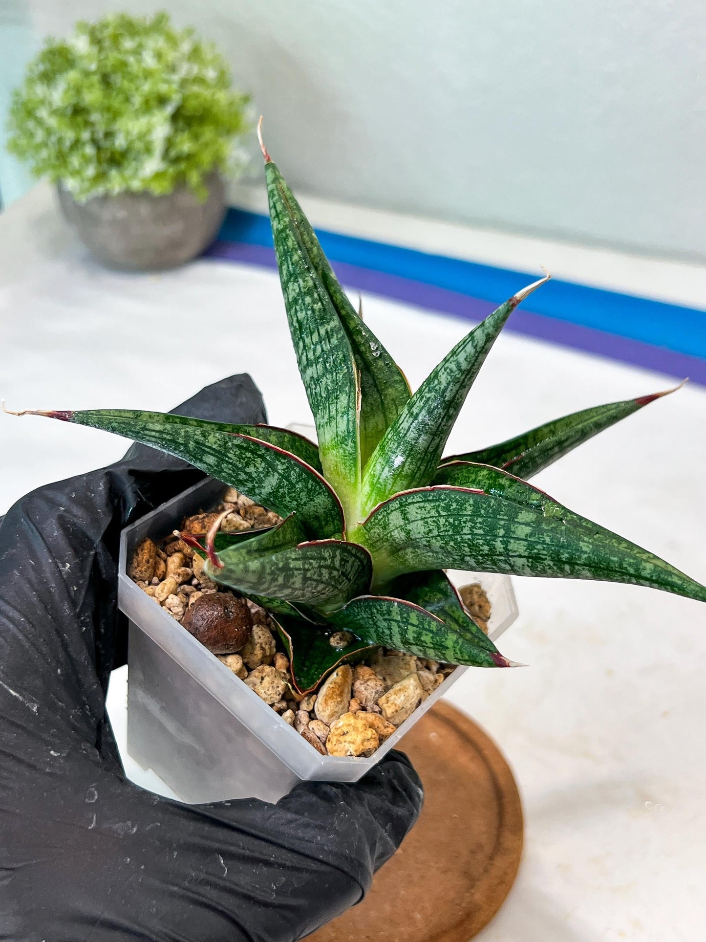 Sansevieria Jadu (#Ha71) | Imported Hybrids