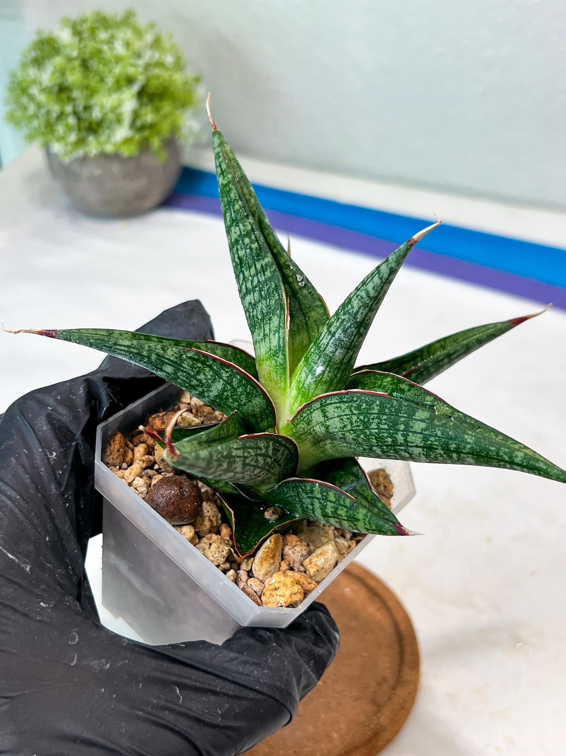 Sansevieria Jadu (#Ha71) | Imported Hybrids