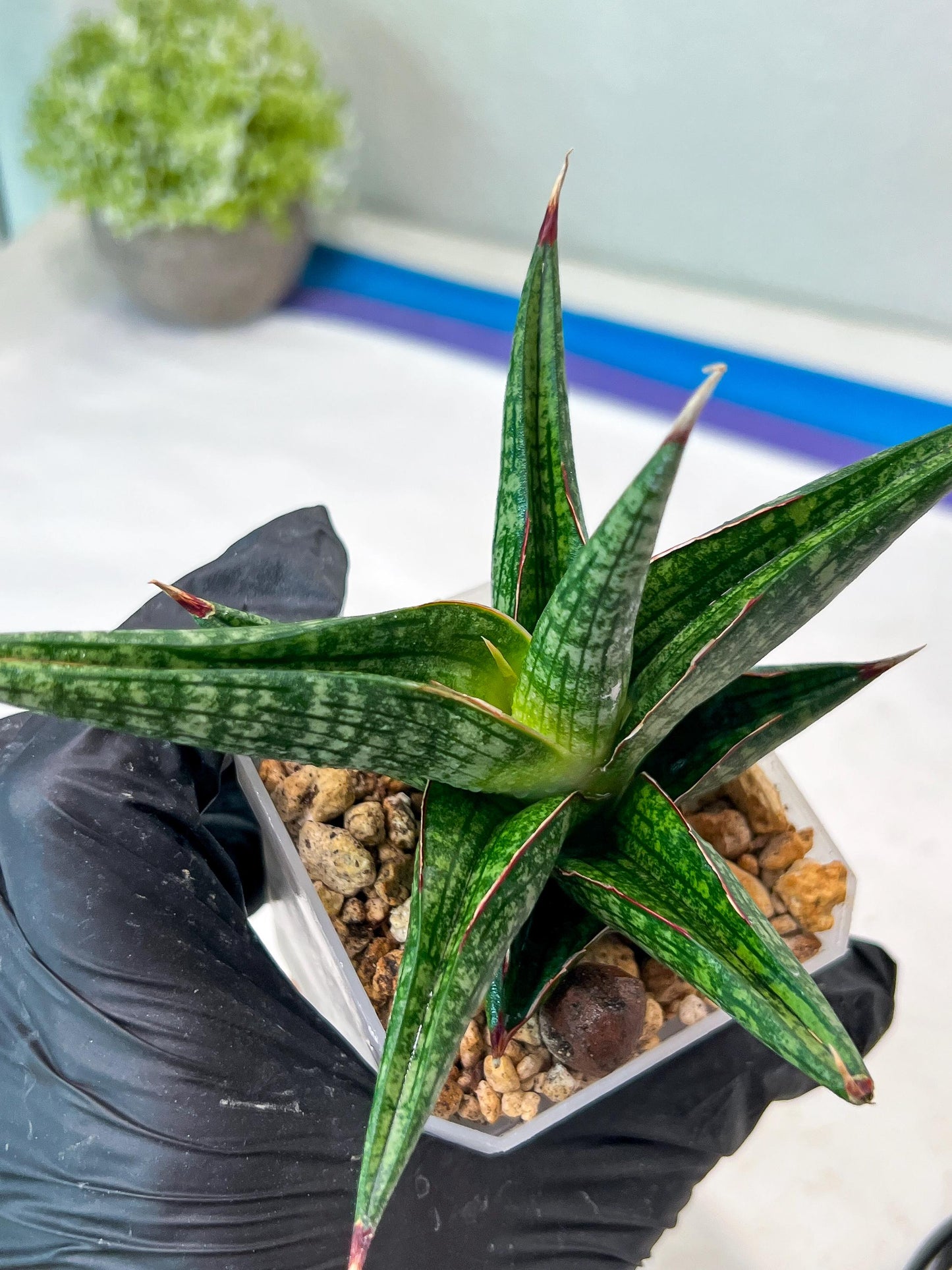Sansevieria Jadu (#Ha71) | Imported Hybrids