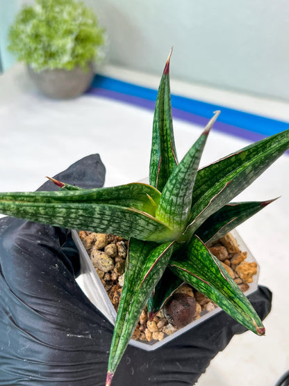 Sansevieria Jadu (#Ha71) | Imported Hybrids