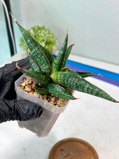 Sansevieria Jadu (#Ha71) | Imported Hybrids