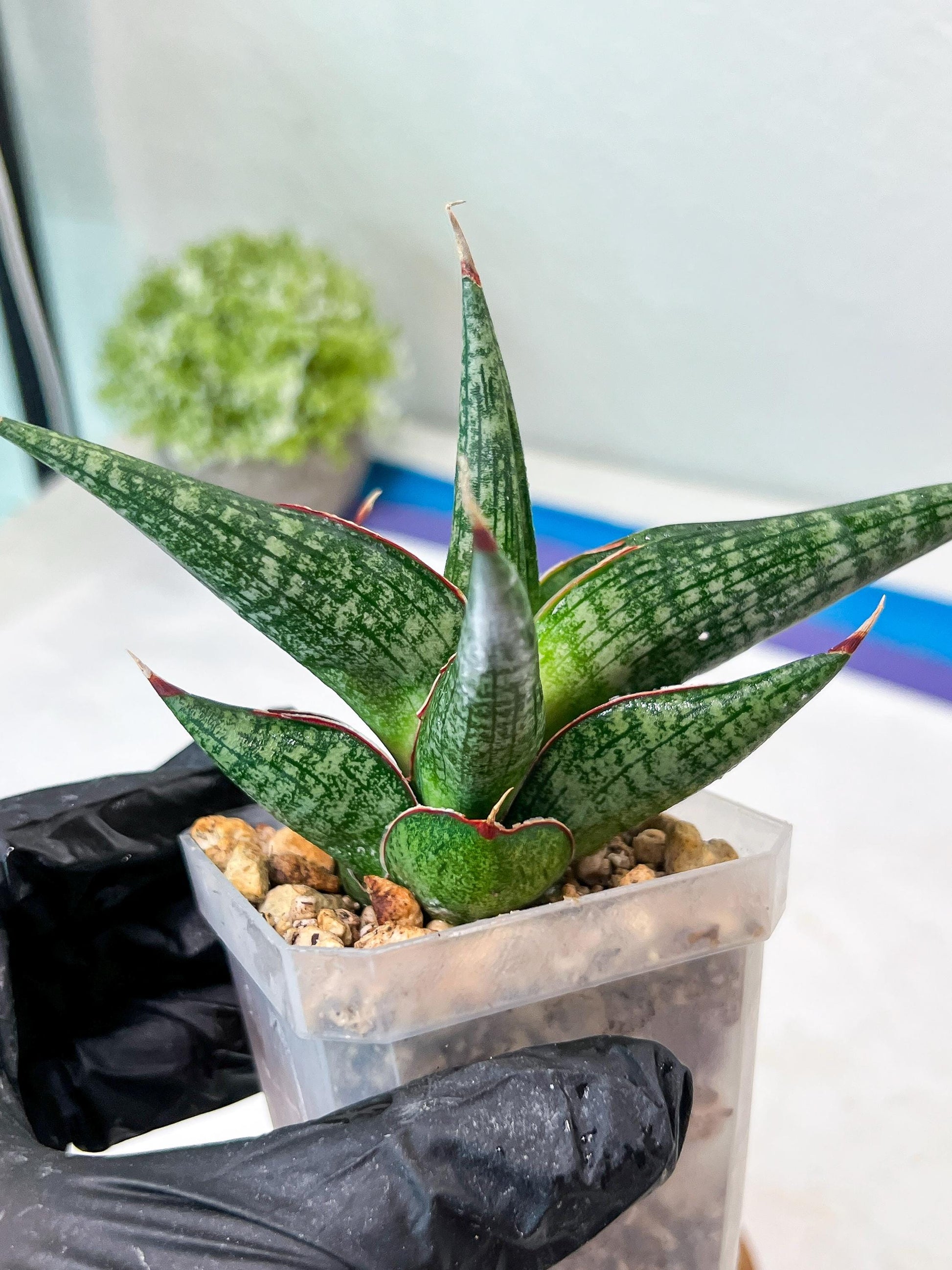 Sansevieria Jadu (#Ha71) | Imported Hybrids