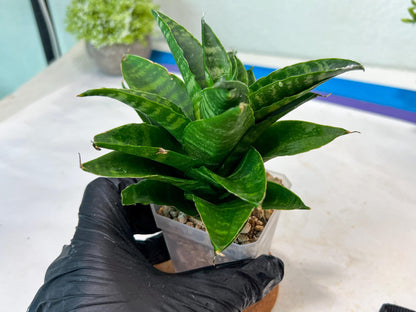 Sansevieria Kraden (#Ha74) | Imported Hybrids