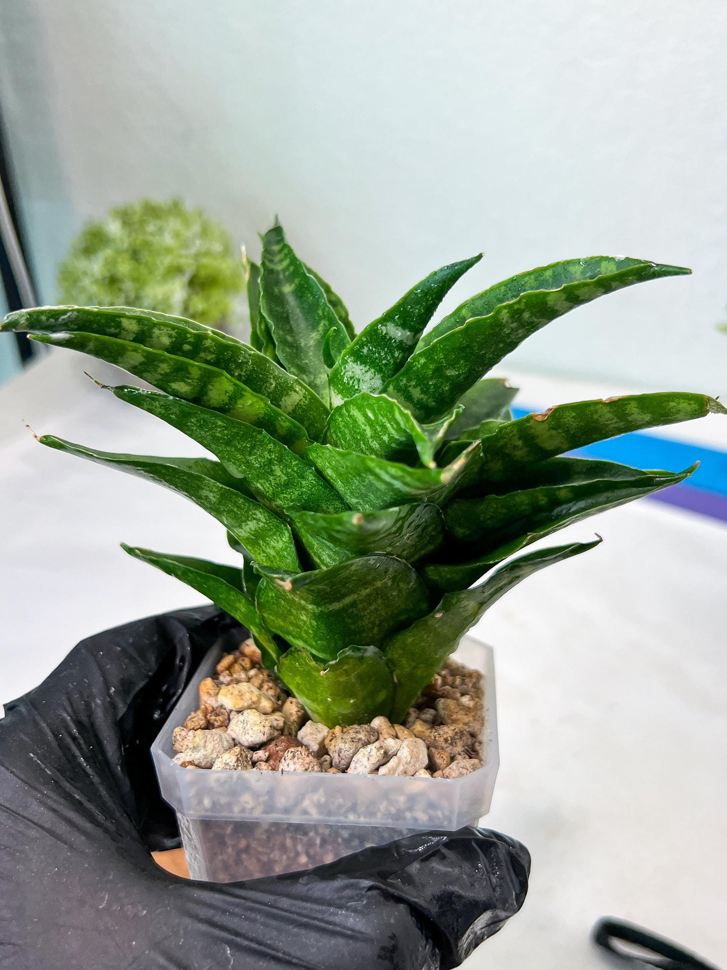 Sansevieria Kraden (#Ha74) | Imported Hybrids