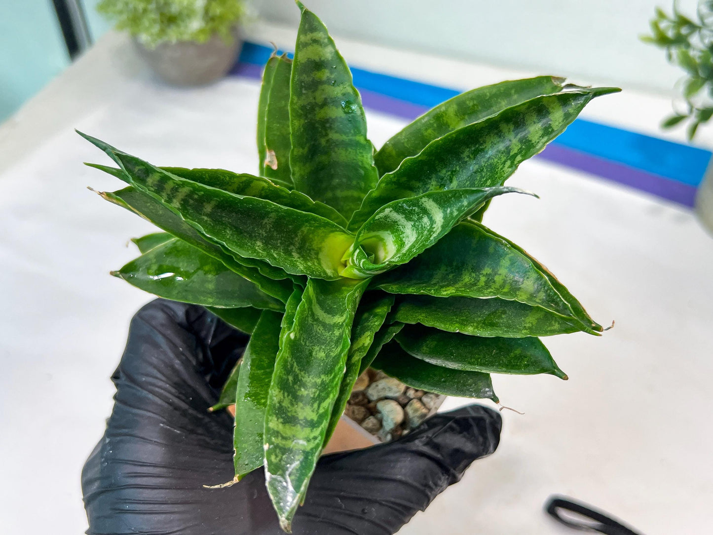 Sansevieria Kraden (#Ha74) | Imported Hybrids