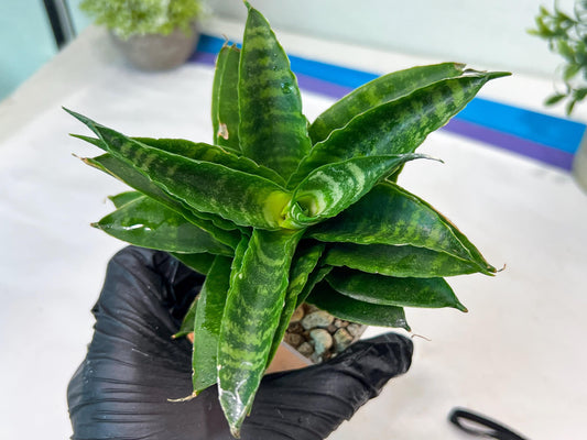 Sansevieria Kraden (#Ha74) | Imported Hybrids