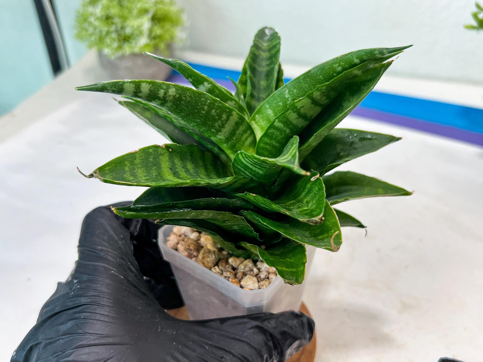 Sansevieria Kraden (#Ha74) | Imported Hybrids