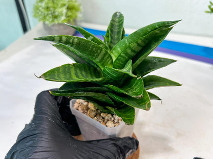 Sansevieria Kraden (#Ha74) | Imported Hybrids