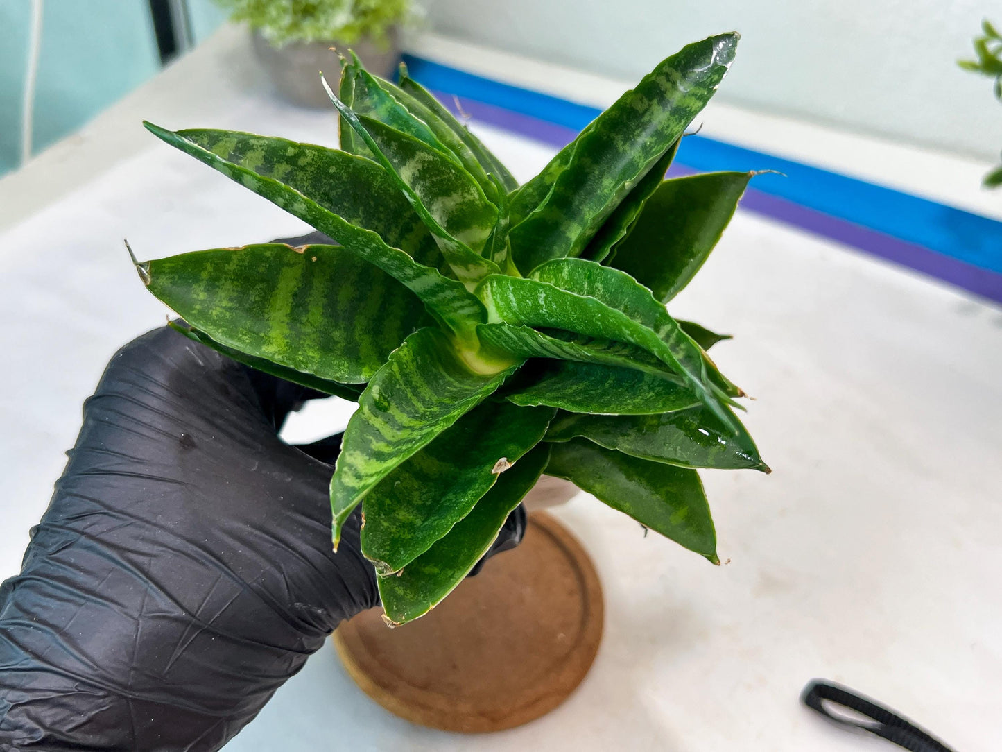 Sansevieria Kraden (#Ha74) | Imported Hybrids