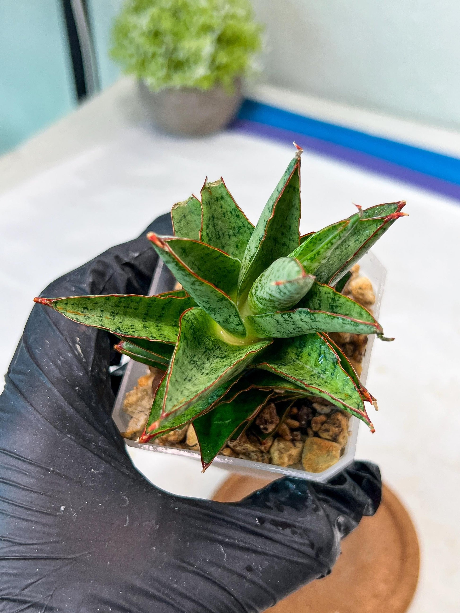 Sansevieria Lotus (#Ha75) | Imported Hybrids