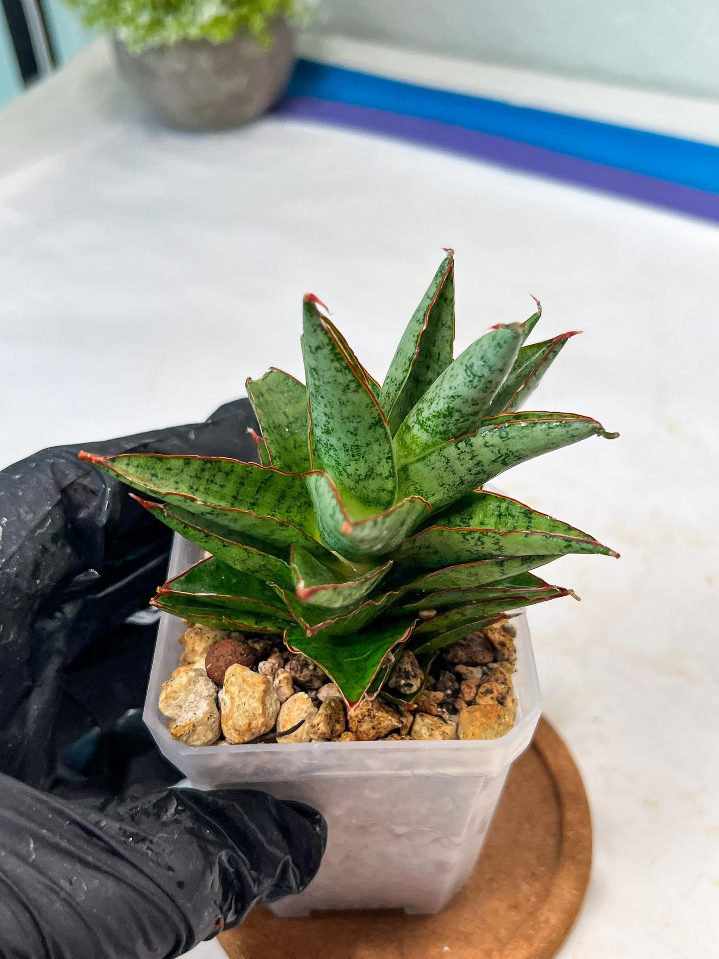 Sansevieria Lotus (#Ha75) | Imported Hybrids