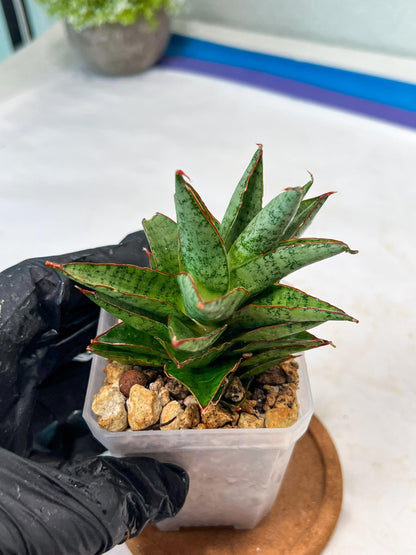 Sansevieria Lotus (#Ha75) | Imported Hybrids