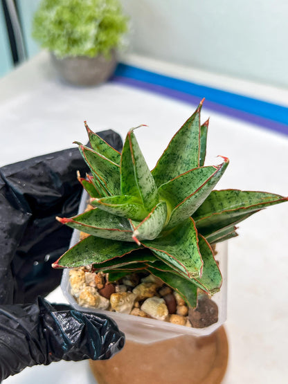 Sansevieria Lotus (#Ha75) | Imported Hybrids