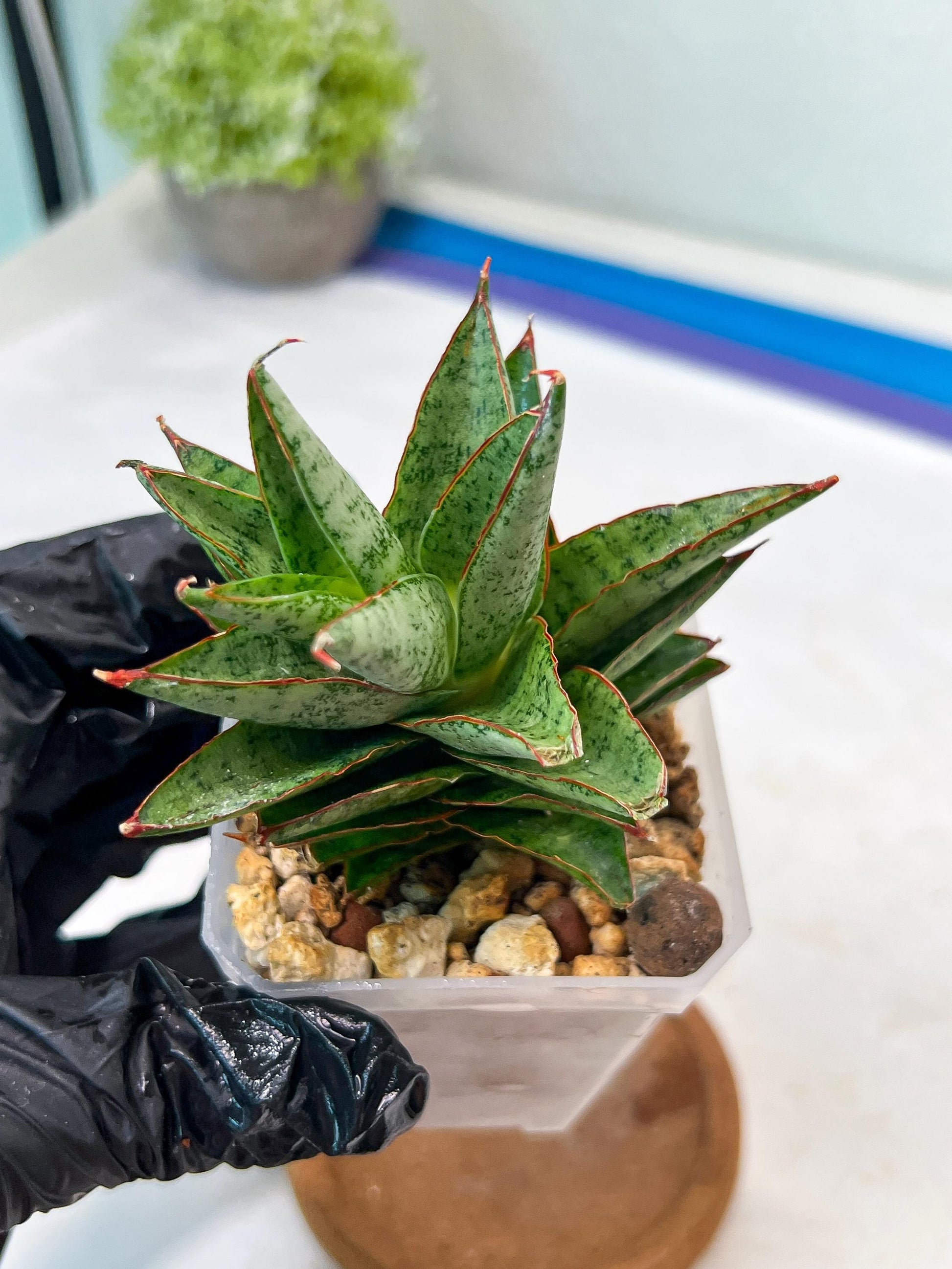 Sansevieria Lotus (#Ha75) | Imported Hybrids