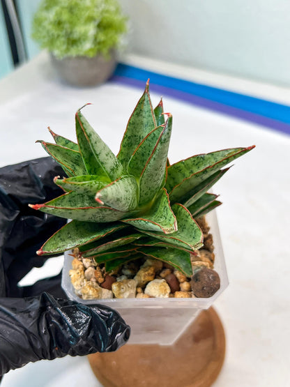 Sansevieria Lotus (#Ha75) | Imported Hybrids