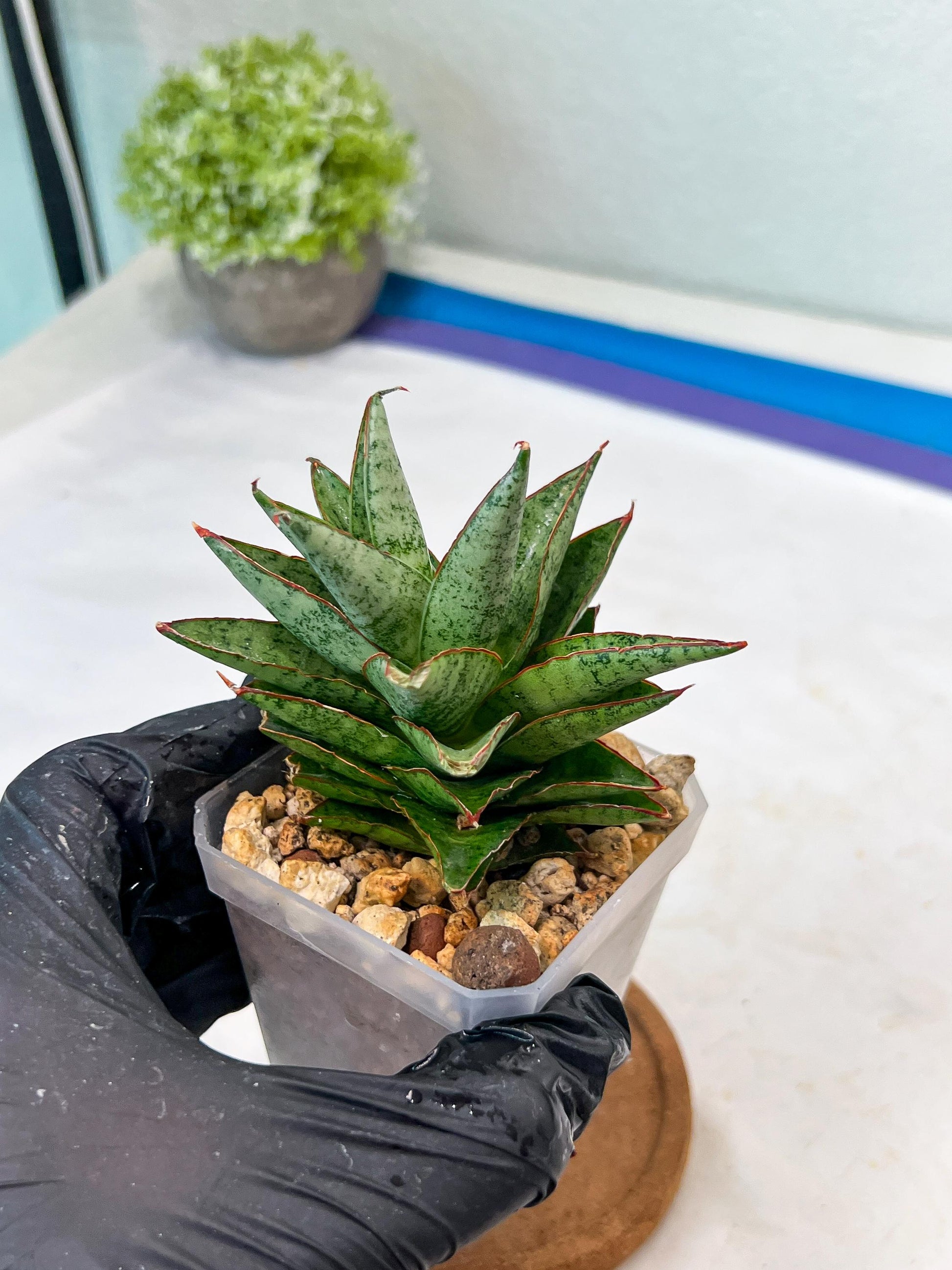 Sansevieria Lotus (#Ha75) | Imported Hybrids