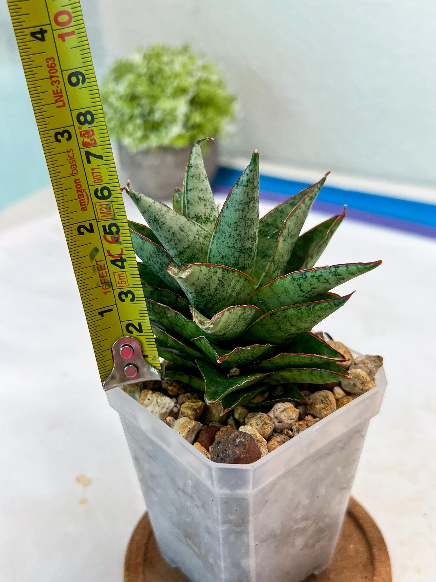 Sansevieria Lotus (#Ha75) | Imported Hybrids